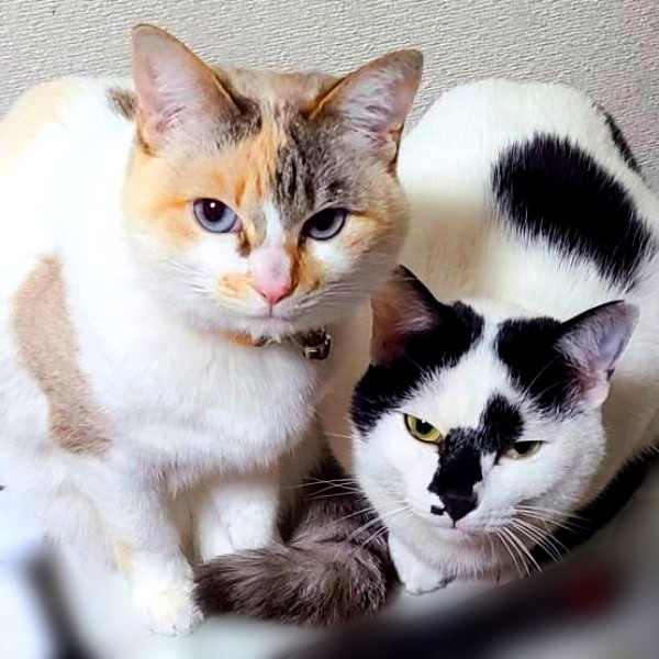 仲良く寄り添うオタルちゃん（左）とシャネルちゃん（右）（画像提供：らいらいももさん）