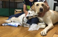 「命ある限り」――セアまりさんも2代目盲導犬・ベーチェルも思いは同じだったはず。左は約20年一緒に暮らした元捨て犬のそば