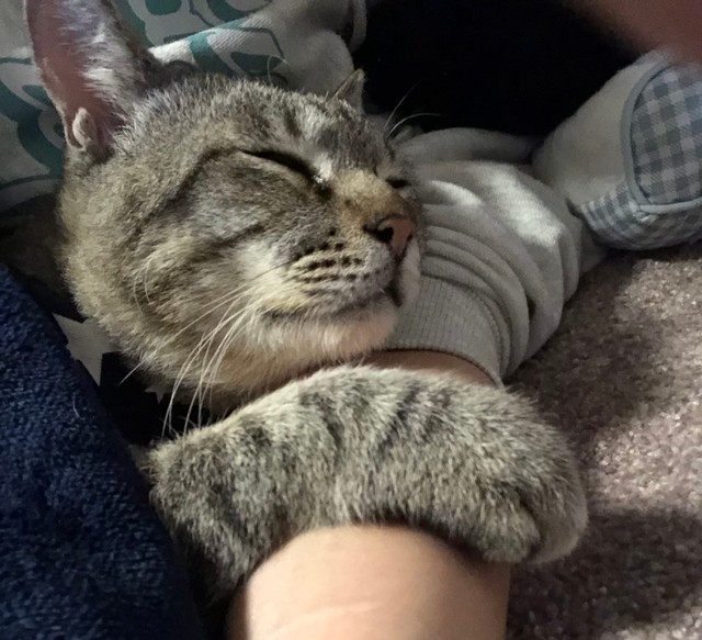 骨盤拡張手術から退院、飼い主の腕枕でスヤスヤ眠る