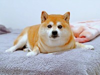 ベッドのうえから飼い主さんを見つめるくまきちくん（画像提供：kumakichi_techさん）