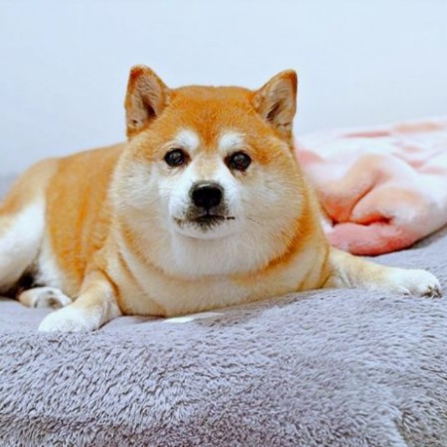 ベッドのうえから飼い主さんを見つめるくまきちくん（画像提供：kumakichi_techさん）