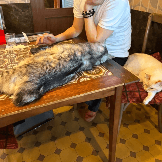 猫好き以外は入店禁止（株式会社いちごいち会提供）