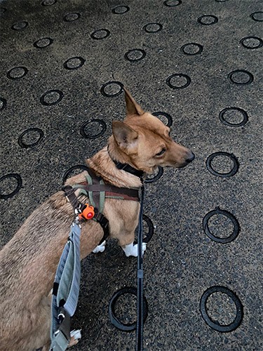 最近のダブルリードシステム。メインのリードは強度があるコーデュラ製