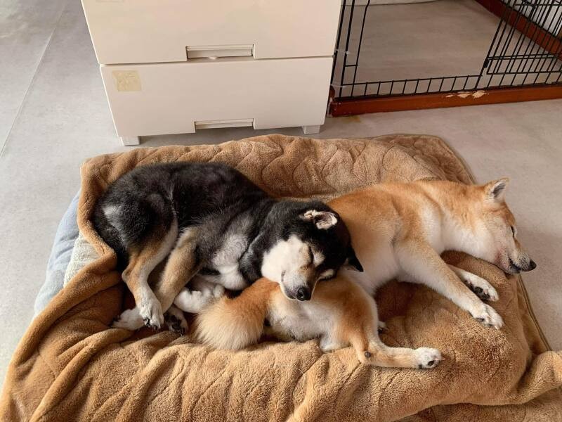 名古屋にあるNPO法人「ファミーユ」が運営する老犬シェルター。行政から引き取られたシニア犬達が穏やかに昼寝をしています。老犬になると温もりを求め、寄り添って寝ることが多いそう