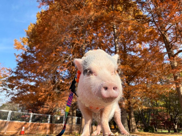 「お散歩中」（提供：MicroPig_Tukimi@JAPANさん）