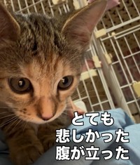 5匹のうち生後2カ月の兄妹猫は里親希望者が現れた（「愛と愉快な保護猫たち」さん提供、Instagramよりキャプチャ撮影）