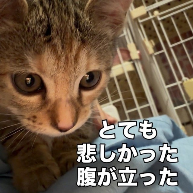 5匹のうち生後2カ月の兄妹猫は里親希望者が現れた（「愛と愉快な保護猫たち」さん提供、Instagramよりキャプチャ撮影）