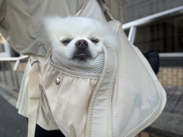 スリングお気に入り（「ポメラニアンの天くん！」さん提供）