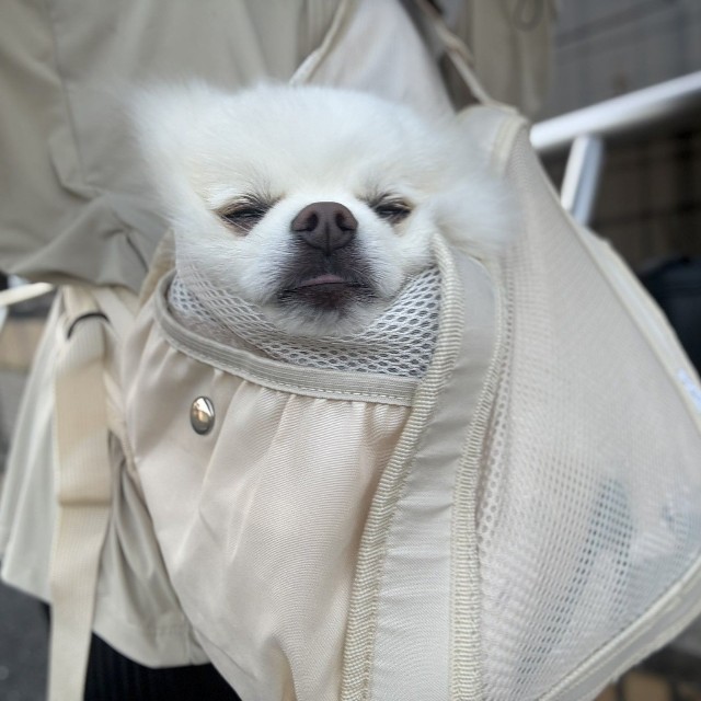 スリングお気に入り（「ポメラニアンの天くん！」さん提供）