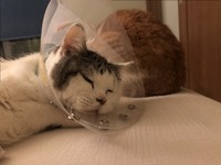 なんとか生きてほしいと願った