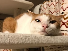 夜食後の運動会で疲れてウトウト　元野良猫の「モネ」