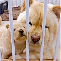 ママの技を習得！？ 子犬も柵に顔をズボッ！（画像提供：CHOWCHOWFAMILYさん）