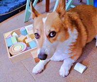 「何か？」 積み木遊びを阻止したどんちゃん（画像提供：むへむへさん）