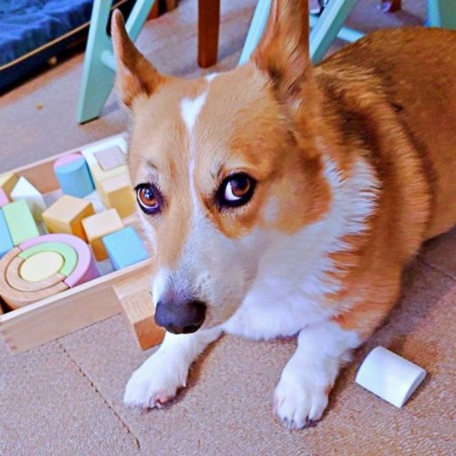 「何か？」 積み木遊びを阻止したどんちゃん（画像提供：むへむへさん）