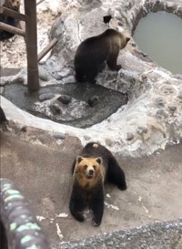 エサは無事にクマのもとへ届きました（画像は動画のスクリーンショット）