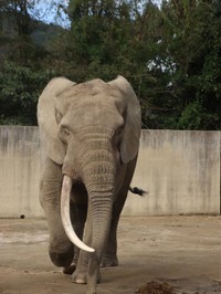 下向きに長く伸びた一本牙を持つ父親の「ダイ」（2025.10撮影）