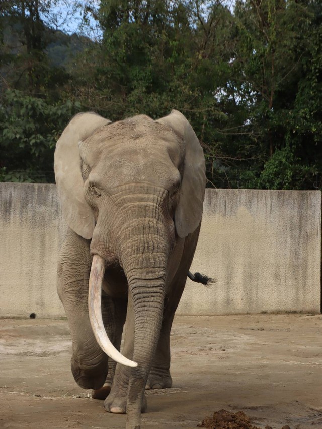 下向きに長く伸びた一本牙を持つ父親の「ダイ」（2025.10撮影）