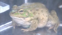 【特集】西日本豪雨でダメージ　ダルマガエルの保全の課題は？