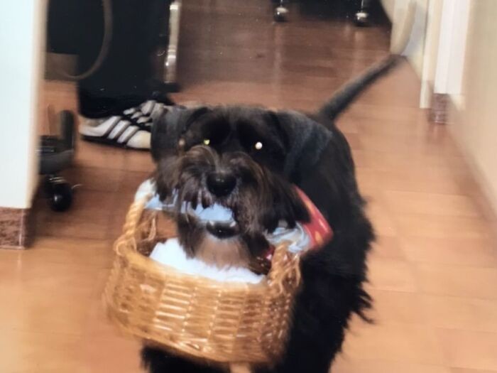 美容室でお客様にお茶をふるまってアイドル的存在だったコナン君。「もし生きていたとしても、今は15歳を超えて寿命を迎える頃ね……」と千恵子さん。じっくりと“いないこと”を容認していきました