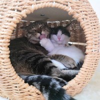 いつもずっと一緒だにゃ