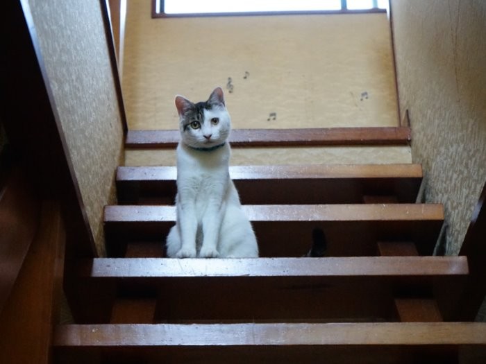 「階段の上り下りが大好き」