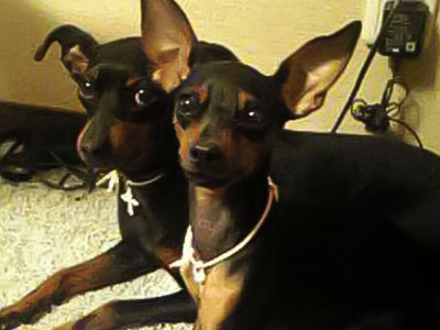 愛犬や愛猫を失う悲しみ　ディエゴ君の悲報にピンを思い出す