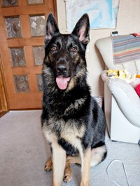 凛々しい顔つきが素敵なカムイくん（画像提供：ばいぱー viper__503 避難所さん）