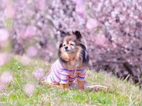 なでて～！　愛くるしいアピールで小学生の人気者になったMIX犬「あんず」