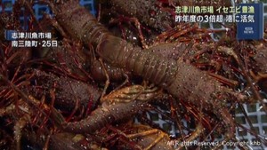 イセエビが大漁　水揚げ量が昨年の３倍超に　宮城・南三陸町志津川魚市場