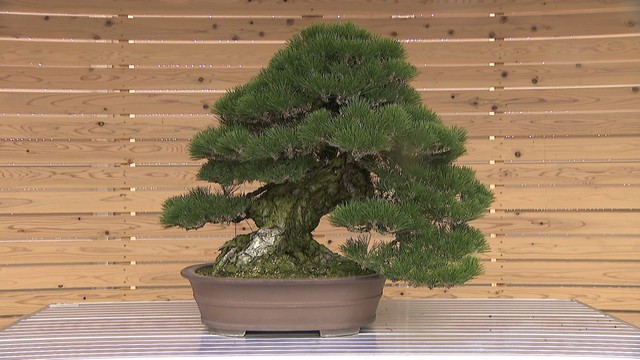 盆栽など当たるデジタルスタンプラリー　高松市内16カ所で開催