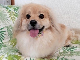 寝ているとき、自分のオナラの音にビックリして飛びおきた　ペキックス「れん」
