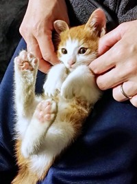 保護当初、まだ小さなマリーちゃん。飼い主さんの膝上でへそ天に（画像提供：まりてつさん）