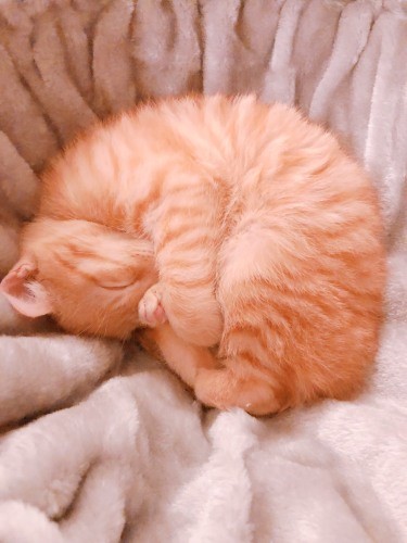 やってきてまもないころの「こたろう」