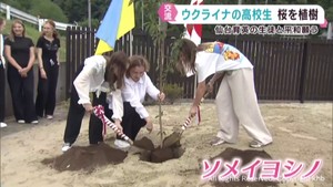 ウクライナの高校生　平和を願い宮城の高校生と桜を植樹