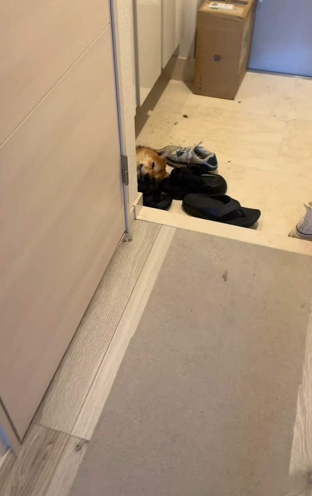 玄関に柴犬が…！？（飼い主さん提供、Instagramよりキャプチャ撮影）