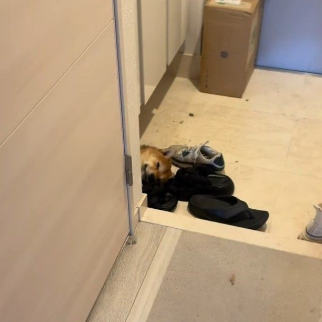 玄関に柴犬が…！？（飼い主さん提供、Instagramよりキャプチャ撮影）