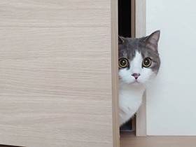 うるうる瞳で「おかーさん行っちゃうの？」　マンチカン「歩」　