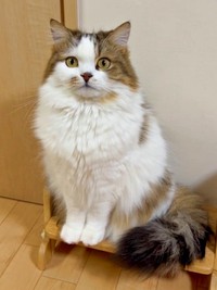 ゴージャスな被毛と凛々しい顔つきが素敵なこむぎくん（画像提供：なごみ処 あずきち＆こむぎさん）.jpg