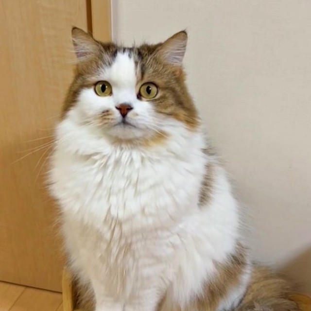 ゴージャスな被毛と凛々しい顔つきが素敵なこむぎくん（画像提供：なごみ処 あずきち＆こむぎさん）.jpg