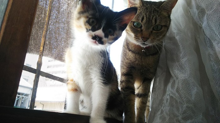 こつむちゃんと窓辺で。本当の姉妹みたいでしょ