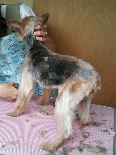 田澤さんに引き取られた当時、初めてのトリミングの様子