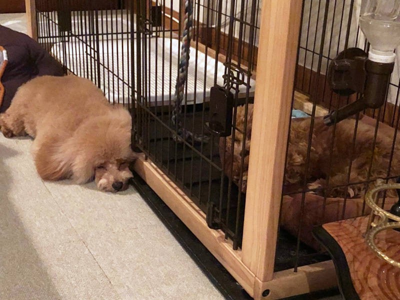 ケージ越しでもそばにいたい２匹（飼い主さん提供）