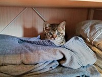 子猫のころ、脱衣場の棚が好きだったコイモちゃん（画像提供：ぼんた（小熊香奈子）さん）