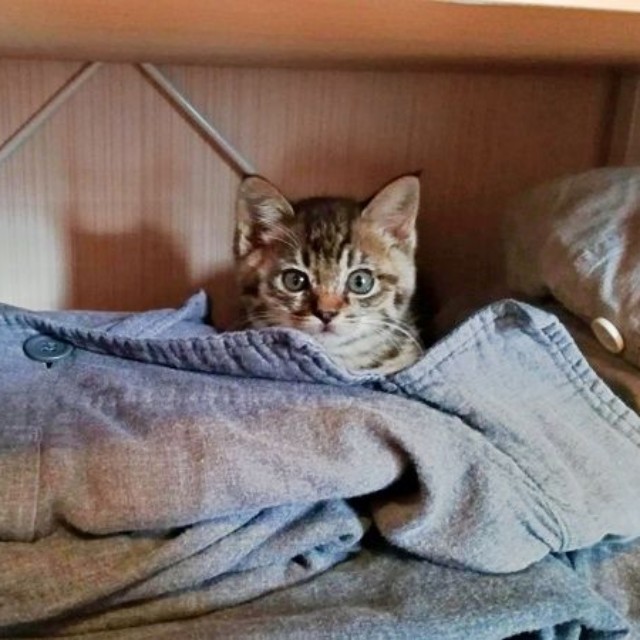 子猫のころ、脱衣場の棚が好きだったコイモちゃん（画像提供：ぼんた（小熊香奈子）さん）