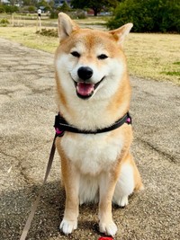 お散歩を楽しむにこちゃん（画像提供：TAKAKOさん）