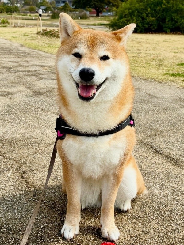 お散歩を楽しむにこちゃん（画像提供：TAKAKOさん）