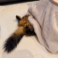 頭だけ入れているのが落ちつくのかな？（画像提供：マンチカンのアーサーさん）