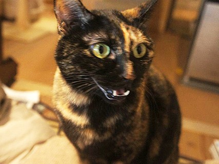 猫なのに、あきらめない心？！　同居猫はちょっと迷惑…