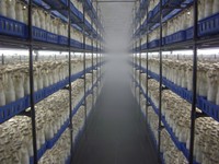 ズラッと大量のエリンギが並ぶ工場