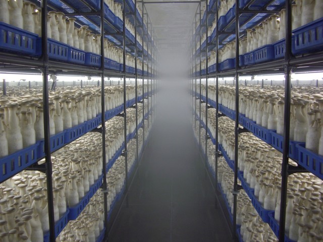 ズラッと大量のエリンギが並ぶ工場